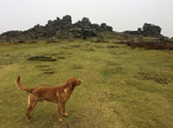 Roja Goes To Dartmoor.. Hound Tor and 7&nbsp;more..