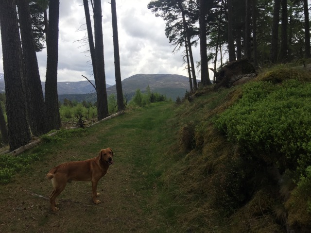 Day 43 – To&nbsp;Braemar