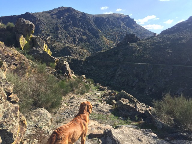 Day 73 – to Carrascalinho (Fornos –&nbsp;Douro)