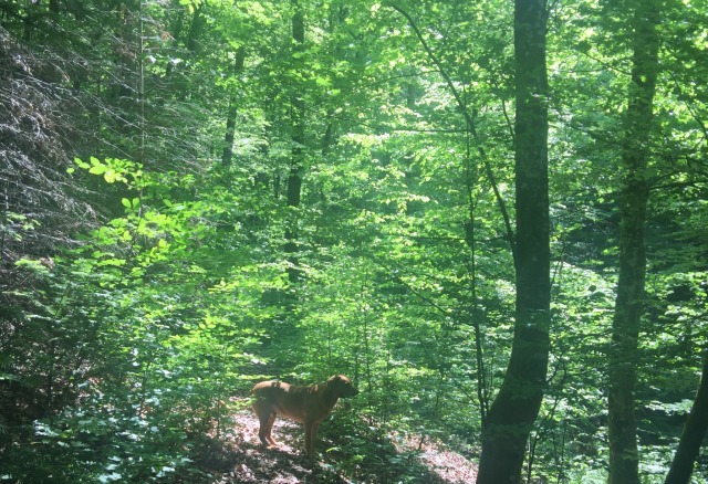 Day 41 – at&nbsp;Masevaux