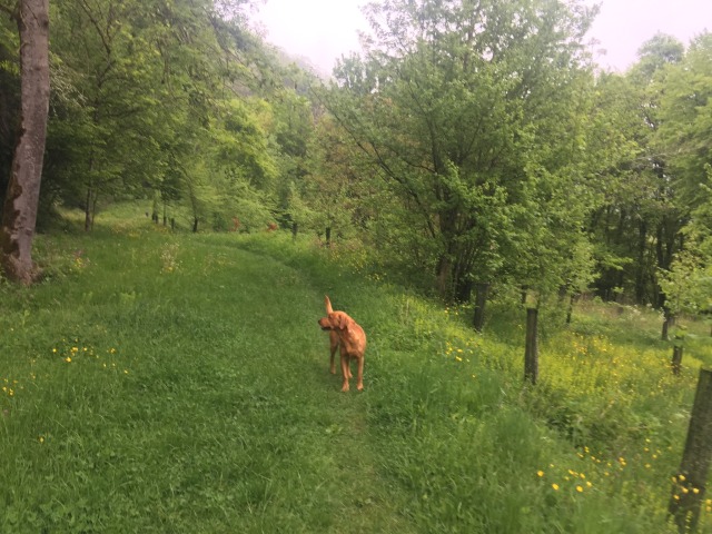 Day 38 – to&nbsp;Montécheroux