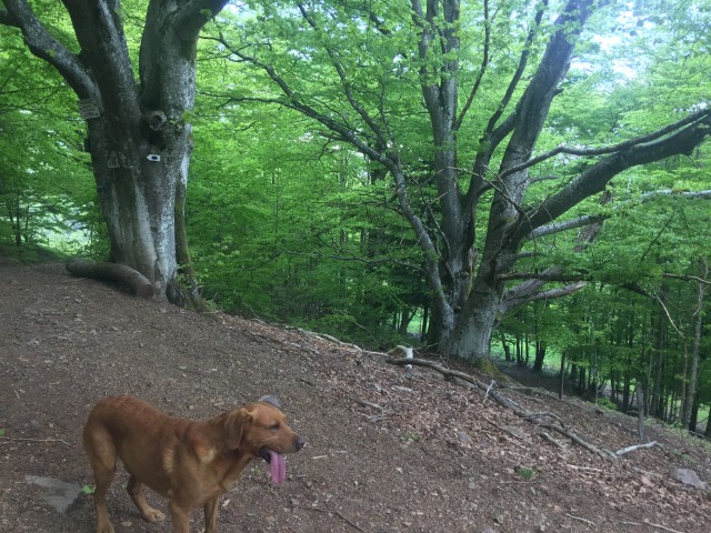 Day 40 – at&nbsp;Masevaux