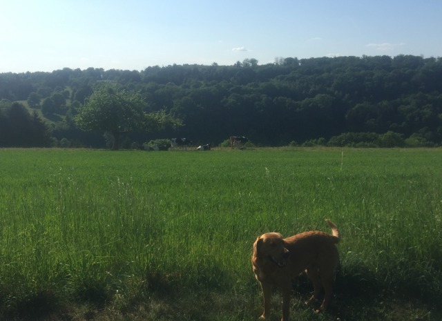 Day 49 – to&nbsp;Hinsbourg