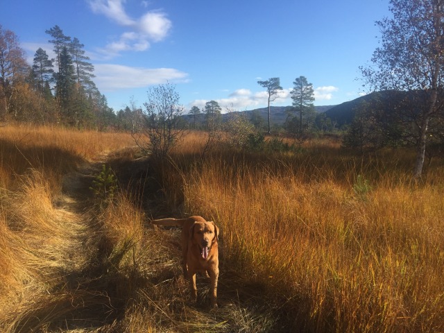 Day 68 – to&nbsp;Malvik