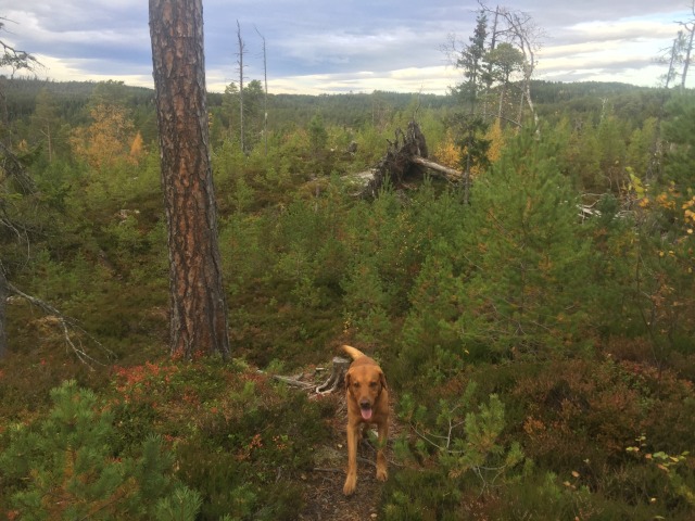 Day 69 – to&nbsp;Rindal