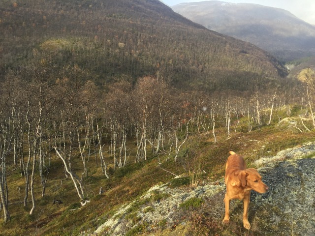 Day 79 – to Hallen parking, Dovrefjell-Sunndalsfjell National&nbsp;Park