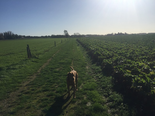 Day 100 – to&nbsp;Gravelines