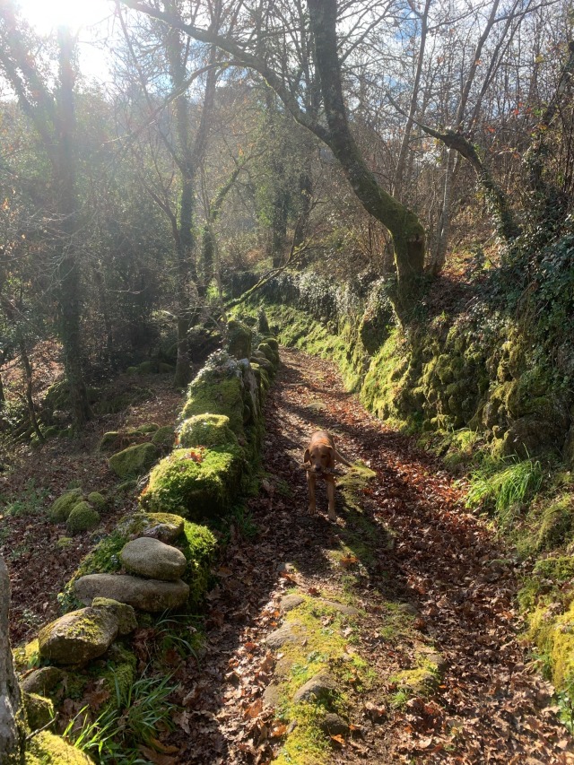 Day 12 – to Castro&nbsp;Laboreiro