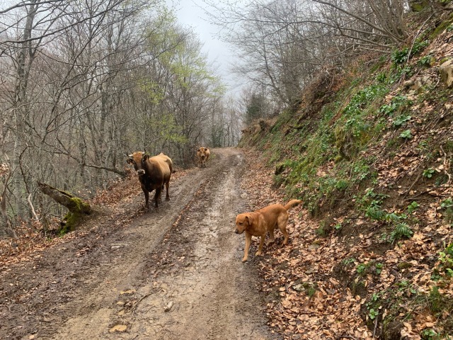 Day 53 – at Outier, Somiedo National&nbsp;Park