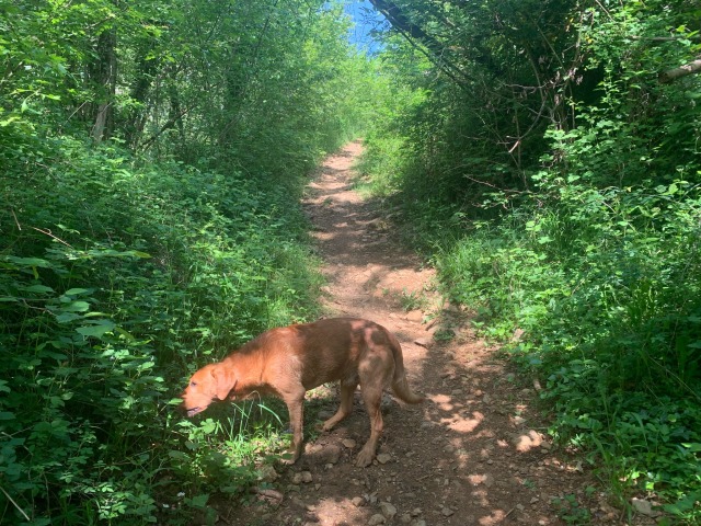 Day 88 – to Treffort- (& Day 87 –&nbsp;Pierreclos)