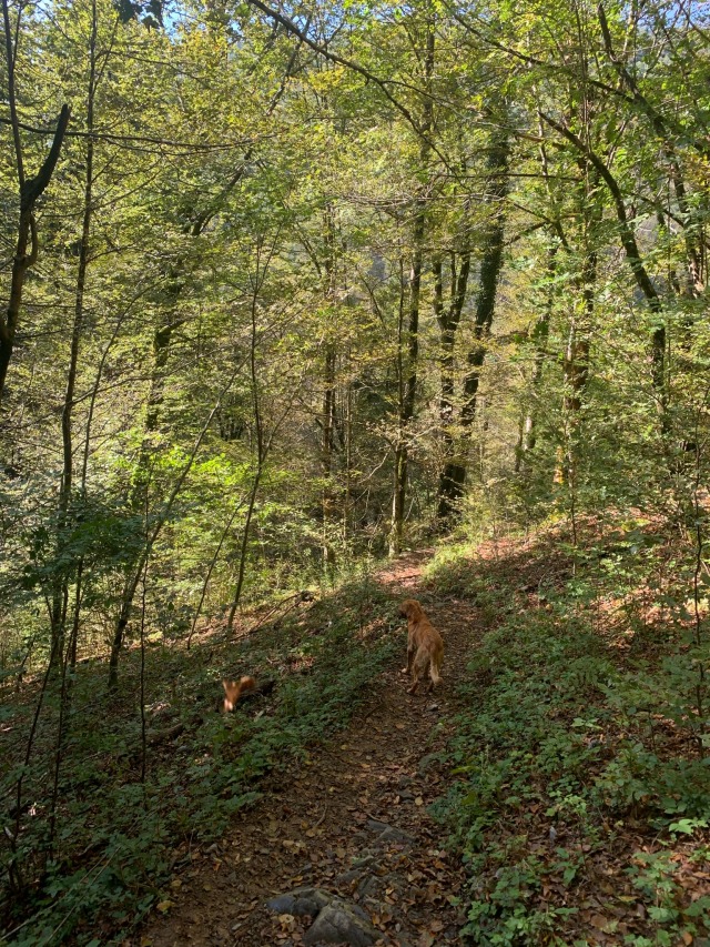 At Razloge, Risnjak National&nbsp;Park