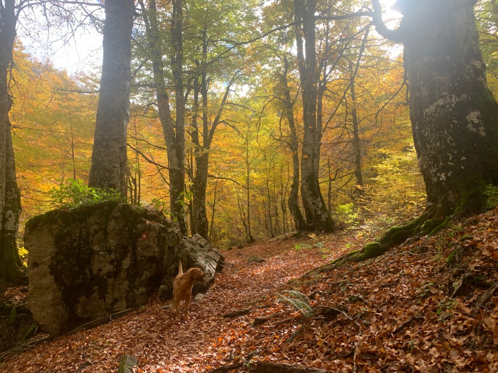 An ascent of Valušnica (1879&nbsp;m)
