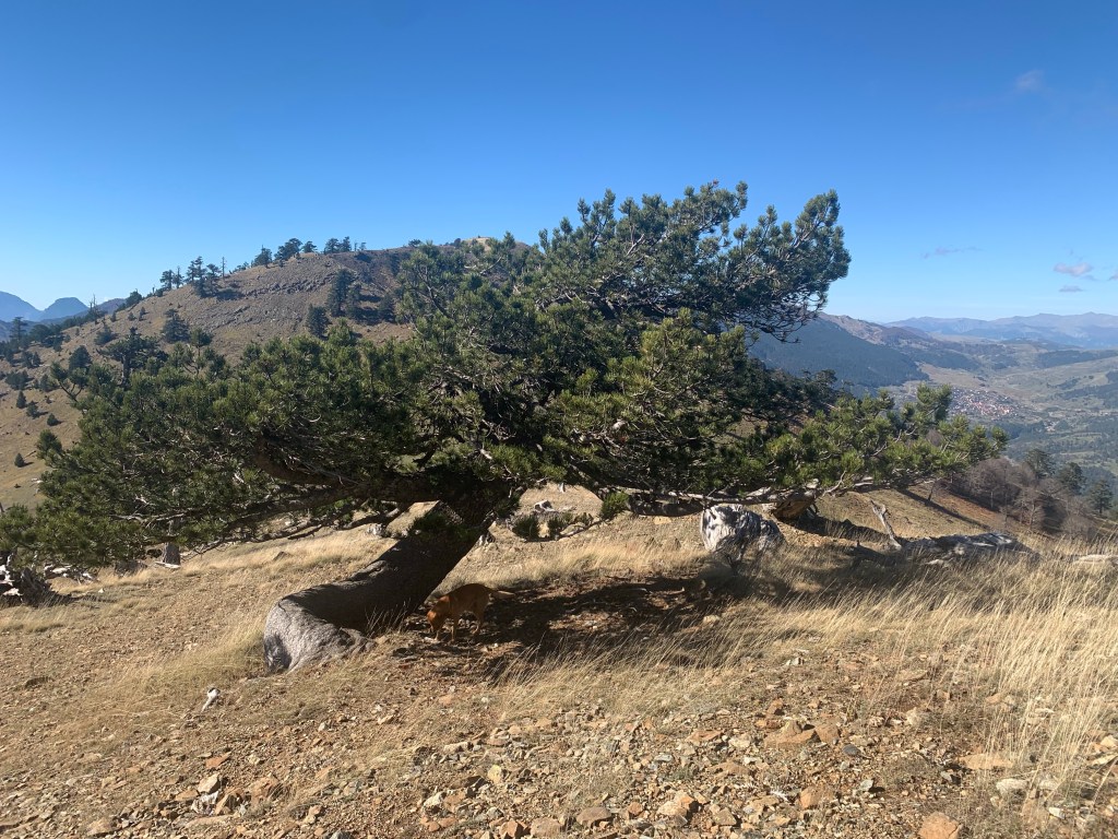 Vasilitsa Pass (1750&nbsp;metres)