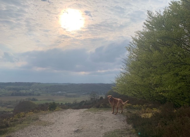 Dumplings of the Danish&nbsp;Alps