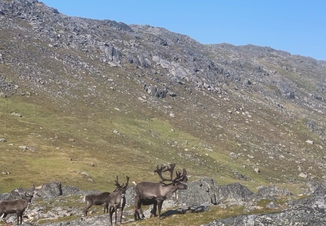 The Across Sørøya Trail and some island&nbsp;history
