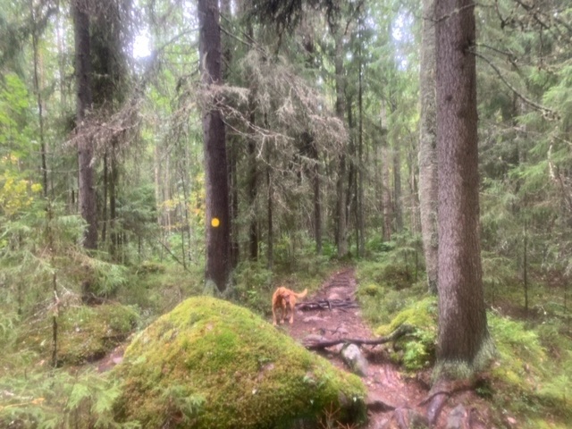 Southern Konnevesi National&nbsp;Park