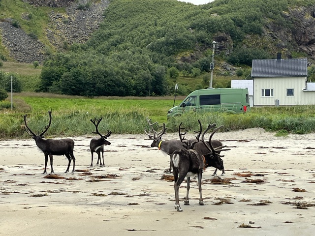 At the beach in&nbsp;Grøtfjord