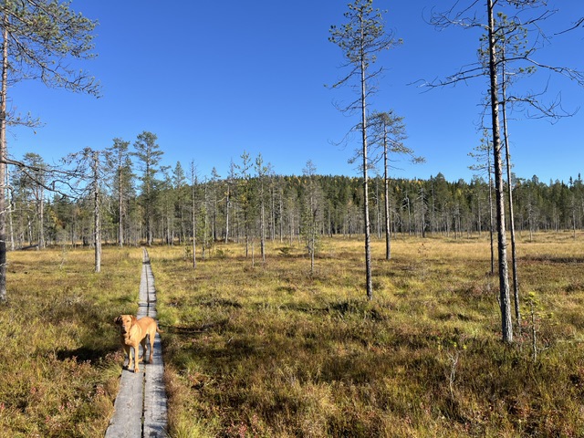 Syöte National Park