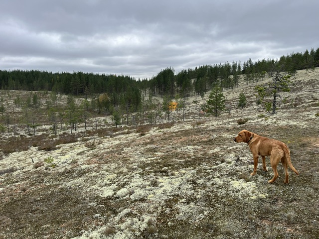 Rokua National Park