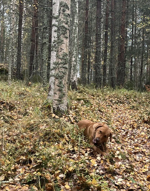 Around Kuopio