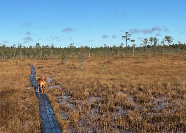 Two National Parks and back to the Bothnian&nbsp;coast